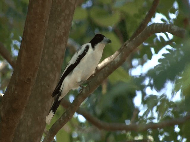 Silver-backed Butcherbird - ML201595731