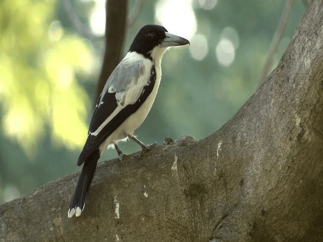 Silver-backed Butcherbird - ML201595741