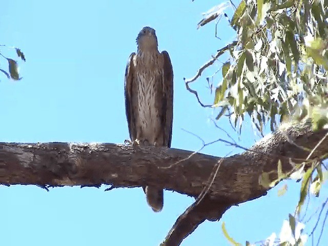 Red Goshawk - ML201595761