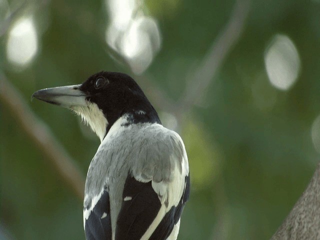 Silver-backed Butcherbird - ML201595771