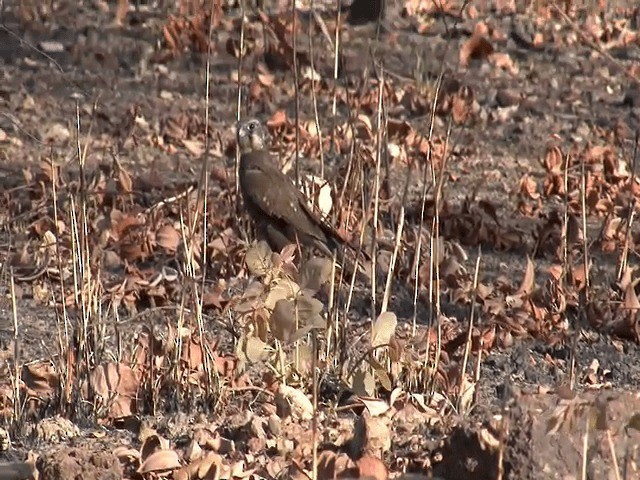 Brown Falcon - ML201595781