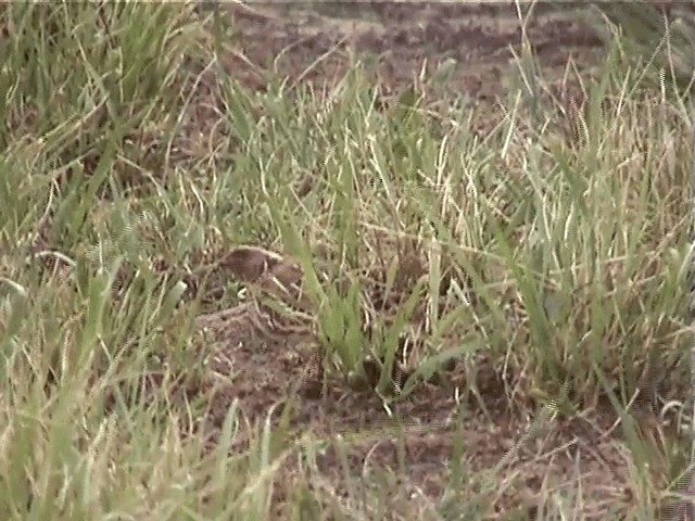 Japanese Quail - ML201595831