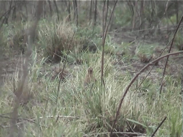 Japanese Quail - ML201595841