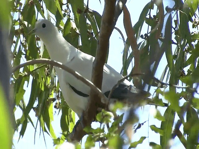 Torresian Imperial-Pigeon - ML201595891