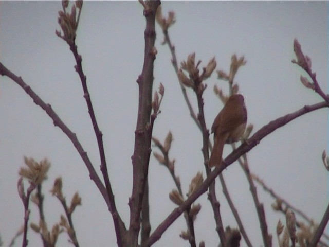 Manchurian Bush Warbler - ML201596001