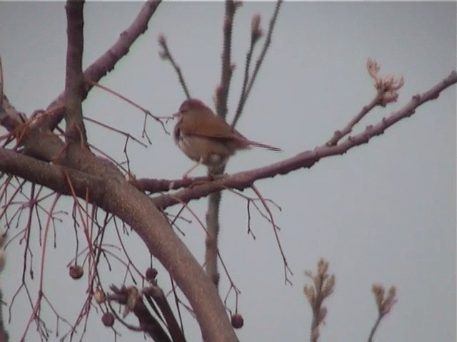 Manchurian Bush Warbler - ML201596011