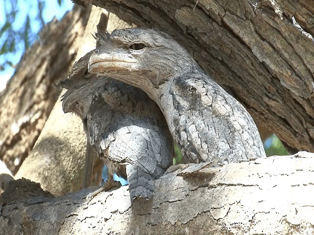 Tawny Frogmouth - ML201596041