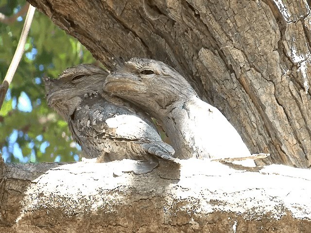 Tawny Frogmouth - ML201596051