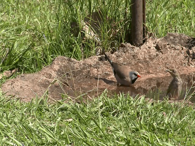 Brown Honeyeater - ML201596061