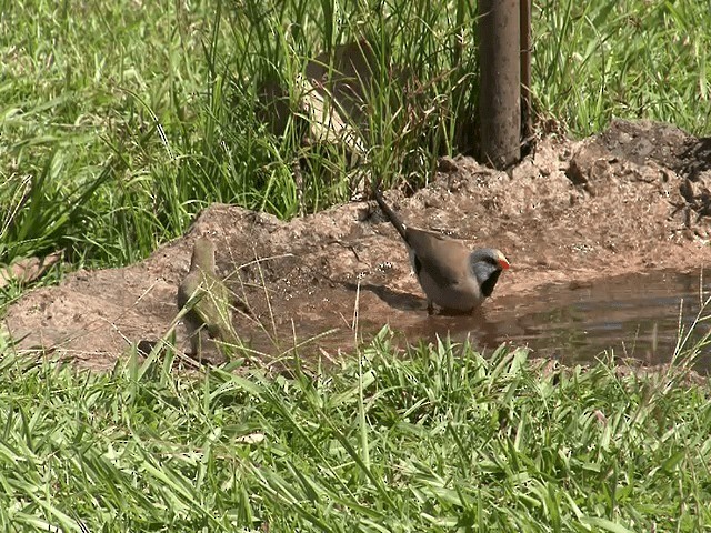 Long-tailed Finch - ML201596071