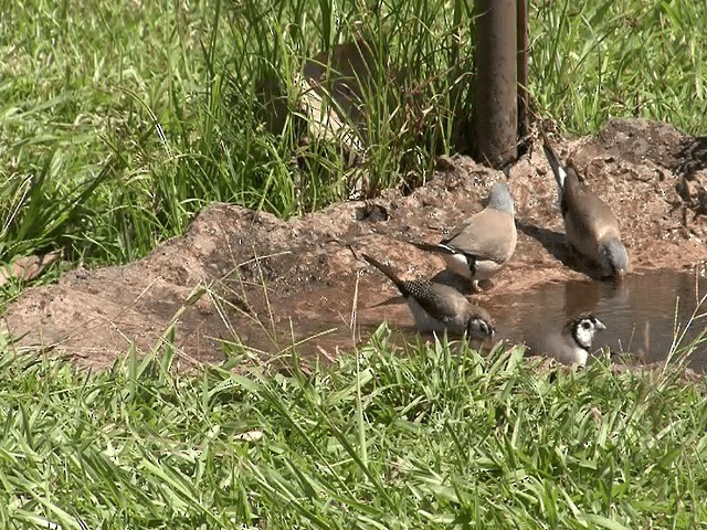 Double-barred Finch - ML201596081