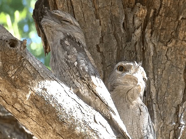 Tawny Frogmouth - ML201596091