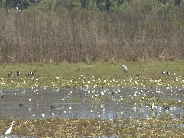 Grulla Brolga - ML201596101