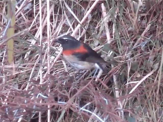 Collared Bush-Robin - ML201596131