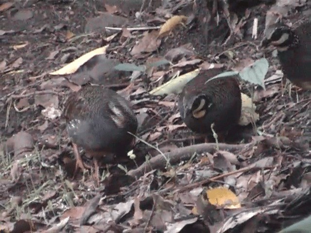 Taiwan Partridge - ML201596191