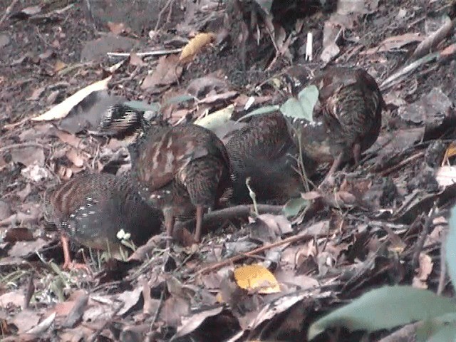 Taiwan Partridge - ML201596201