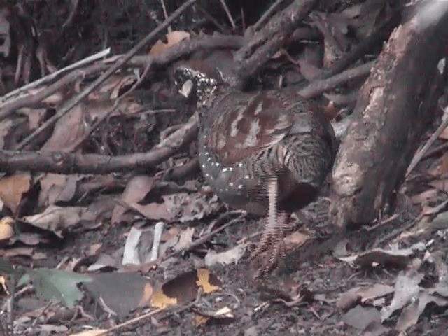 Taiwan Partridge - ML201596221