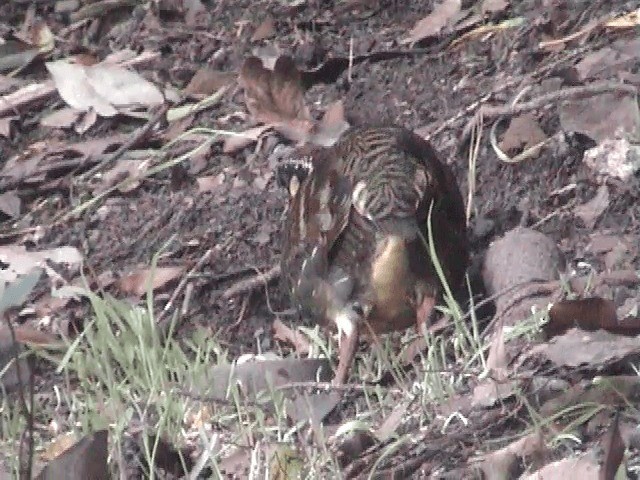 Taiwan Partridge - ML201596231