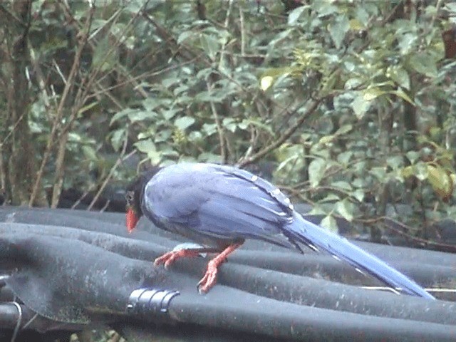 Taiwan Blue-Magpie - ML201596271