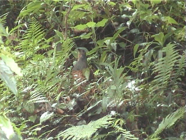 Taiwan Bamboo-Partridge - ML201596281