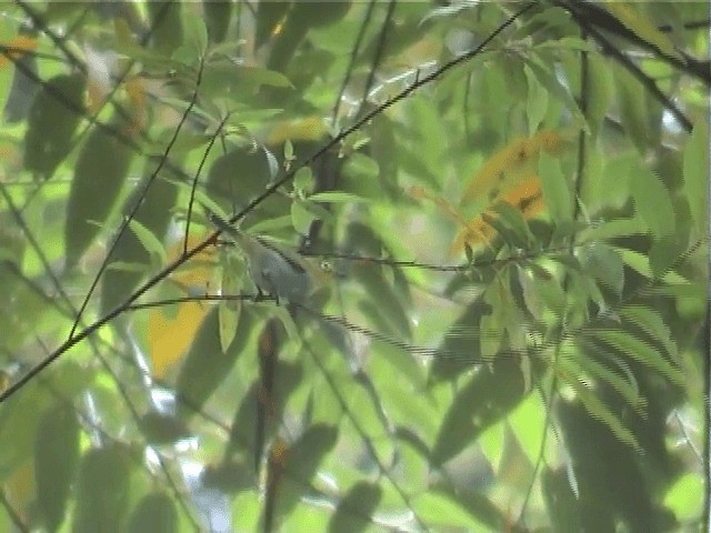 Swinhoe's White-eye - ML201596311