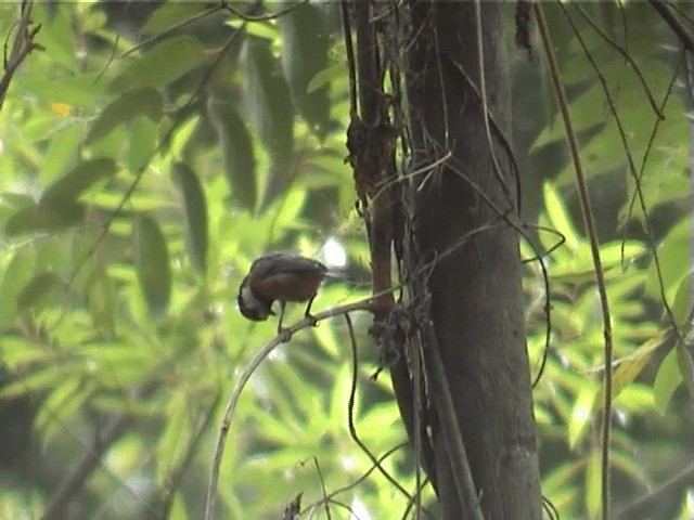 Chestnut-bellied Tit - ML201596321