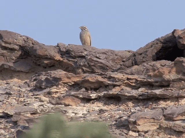 Striolated Bunting - ML201596331