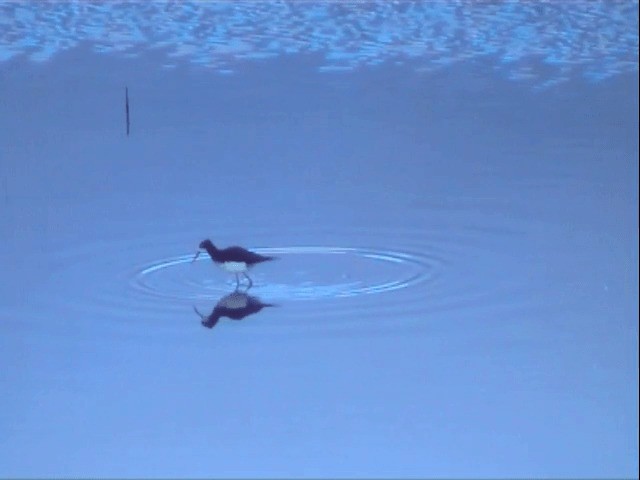 Pied x Black Stilt (hybrid) - ML201596341