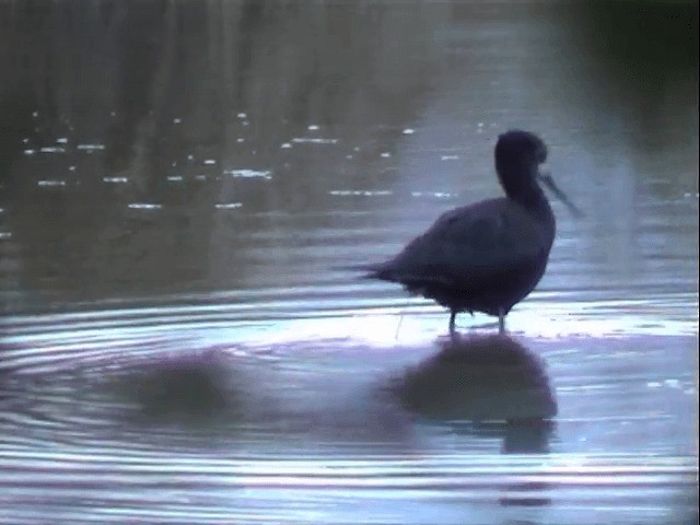 Black Stilt - ML201596351