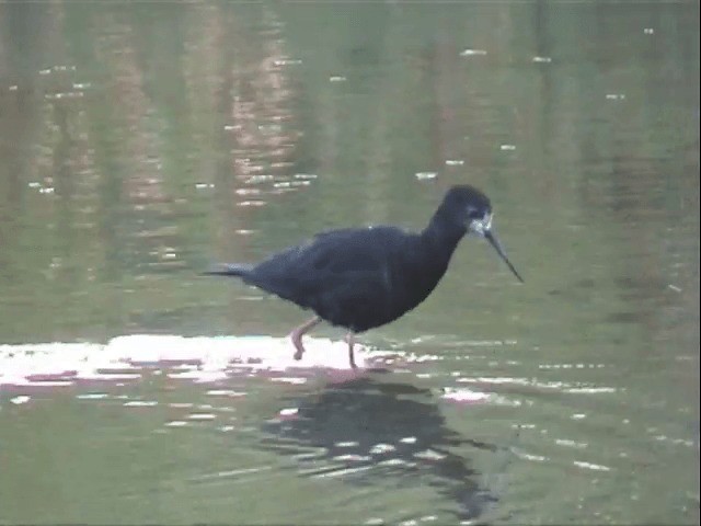 Black Stilt - ML201596361