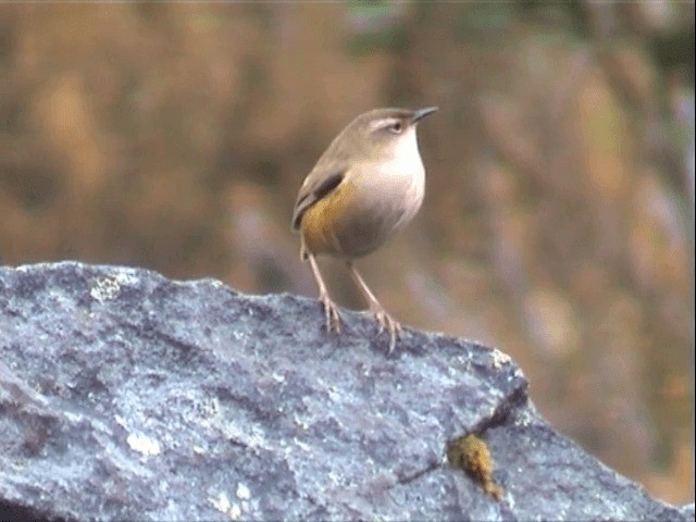 South Island Wren - ML201596371