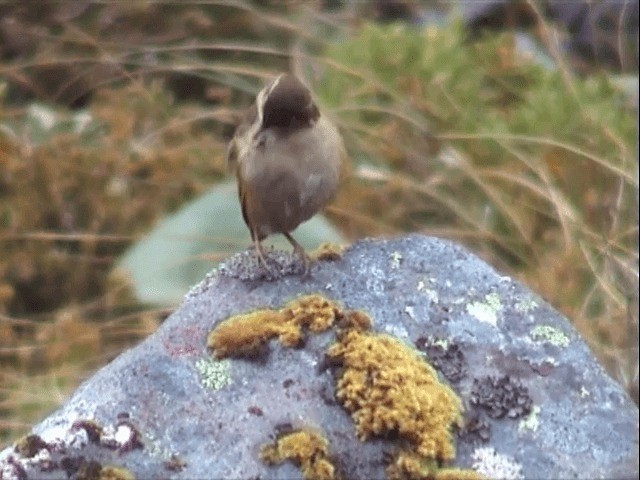 Xénique des rochers - ML201596381