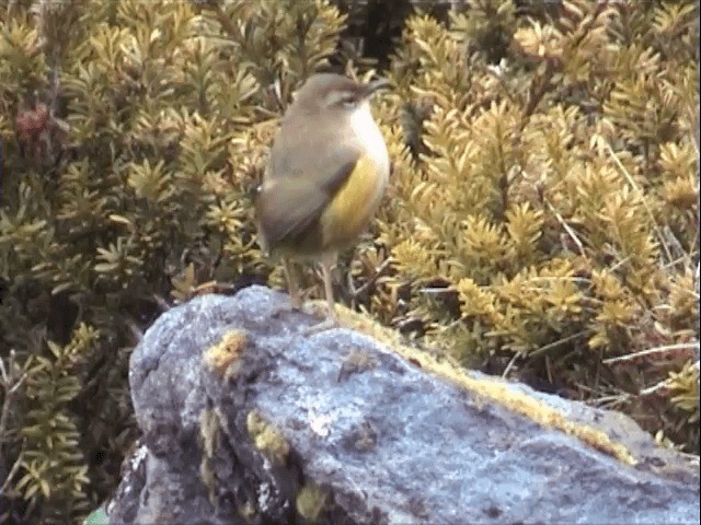 South Island Wren - ML201596391