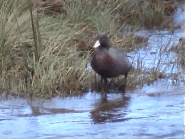 Pato Azul - ML201596401