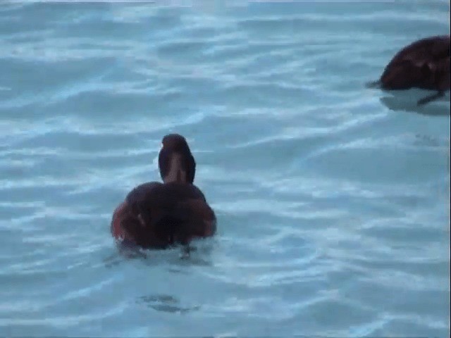 New Zealand Scaup - ML201596501