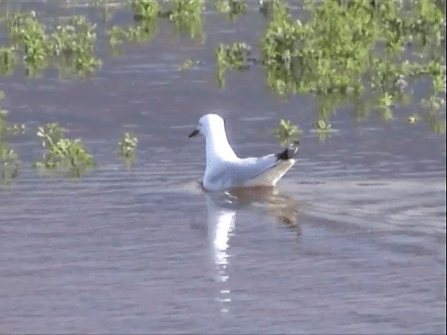 Black-billed Gull - ML201596511