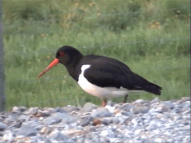 South Island Oystercatcher - ML201596521