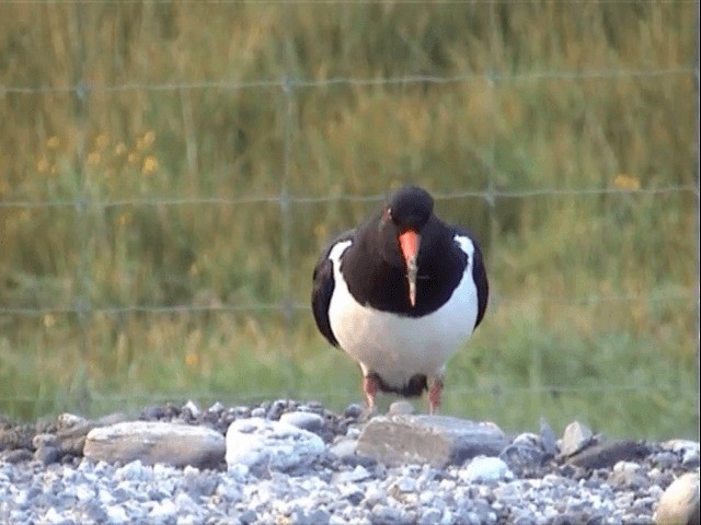 South Island Oystercatcher - ML201596531