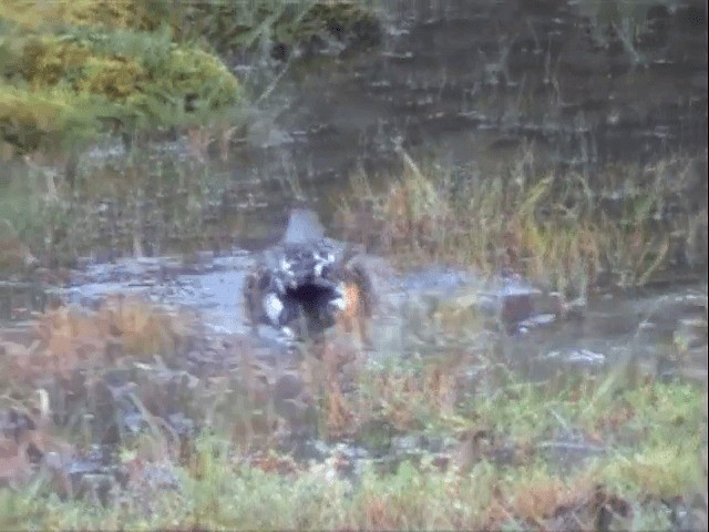 Australasian Shoveler - ML201596541