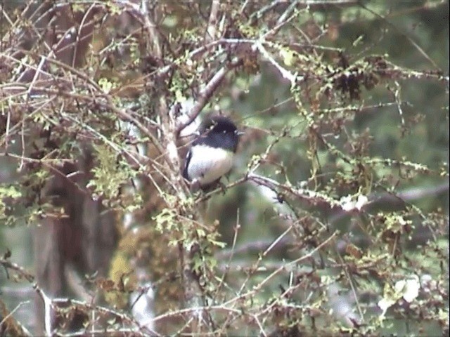 Tomtit (New Zealand) - ML201596571