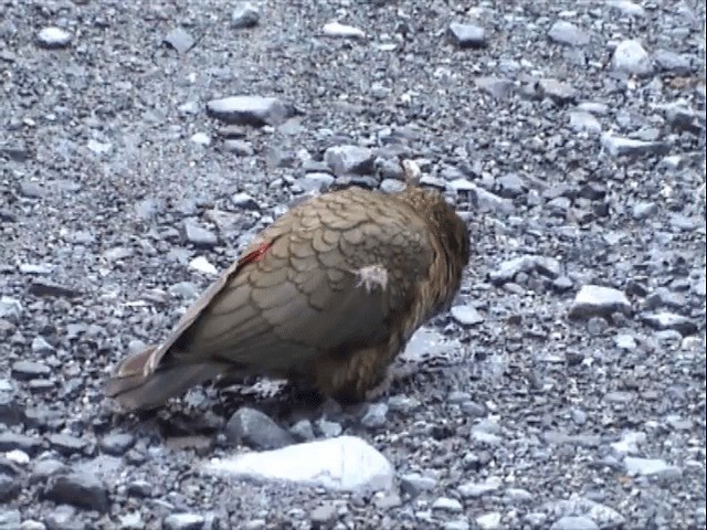 Kea - ML201596591