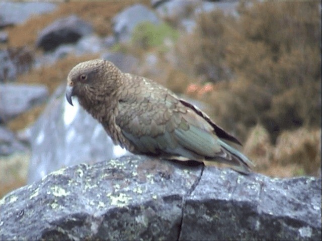 Kea - ML201596611