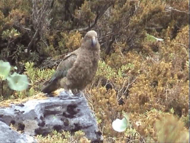 kea - ML201596641