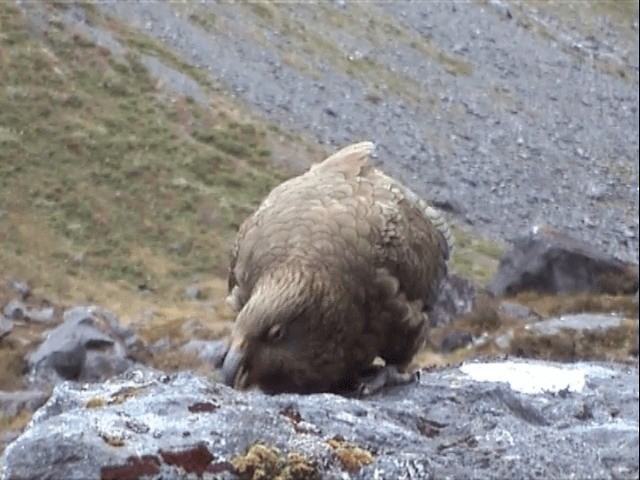 Kea - ML201596651