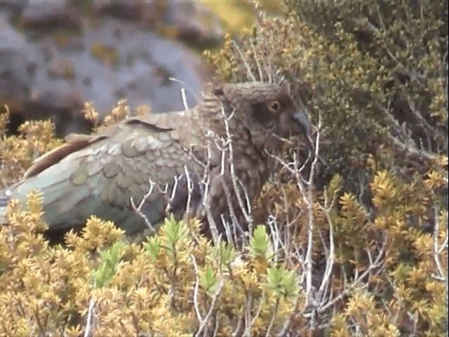 kea - ML201596661