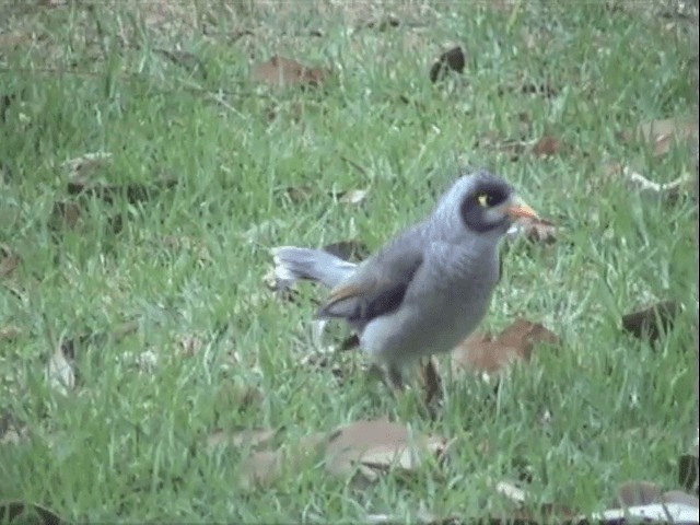 Noisy Miner - ML201596691