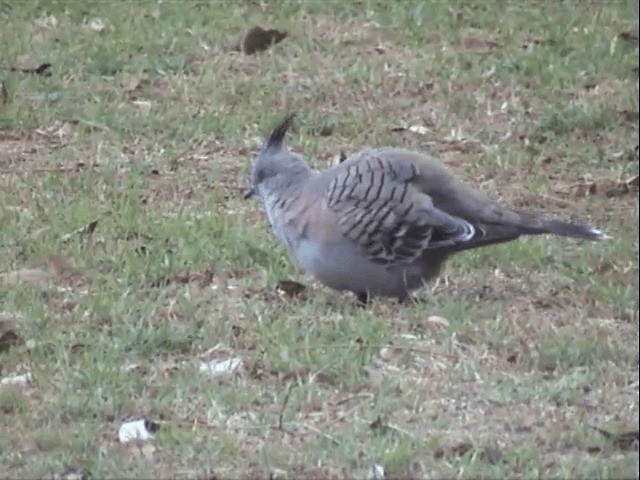 Crested Pigeon - ML201596701