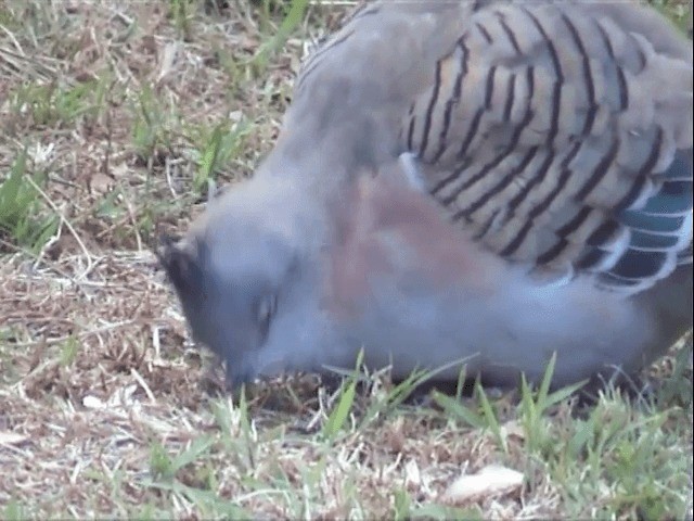 Crested Pigeon - ML201596711