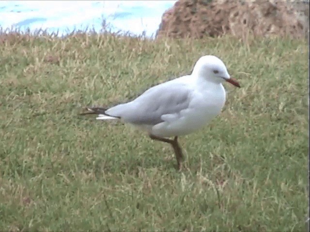 ギンカモメ（novaehollandiae／forsteri） - ML201596731