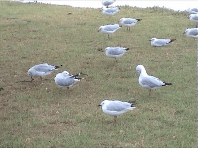 Gaviota Plateada (australiana) - ML201596741